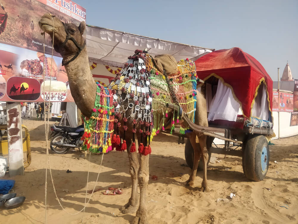 Pushkar Camel Fair - Rajastan
