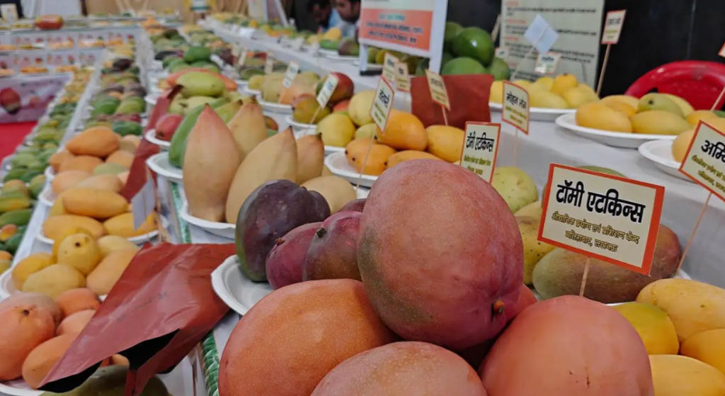 International Mango Festival A Paradise for Mango Lovers - India